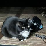 Foto de gato encontrado en Le Pellerin