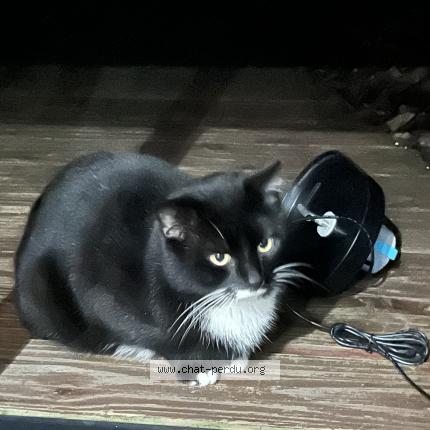 Foto 1/1 Gato encontrado Encontrado en Le pellerin