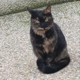 Foto de gato encontrado en Ales