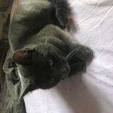 Foto de gato encontrado en Saint Sulpice Les Feuilles