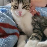 Foto del gato perdido en Perpignan