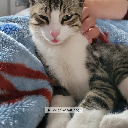 Foto 1/1 Sa&iuml; Chat perdido en Perpignan