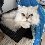 Foto del gato perdido en Colmar