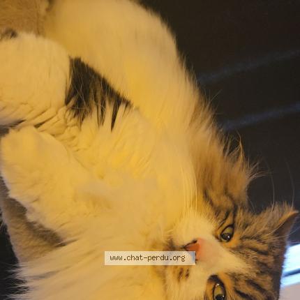 Foto 1/1 Tom Chat perdido en Coudekerque branche