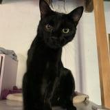 Foto del gato perdido en Mortroux