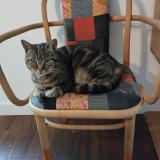 Foto del gato perdido en Brest