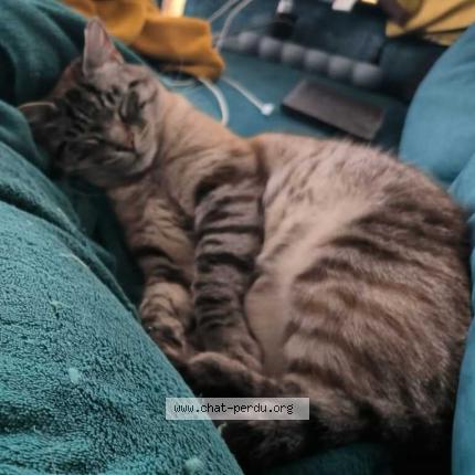 Foto 2/2 Chamallow Chat perdido en Oree d anjou