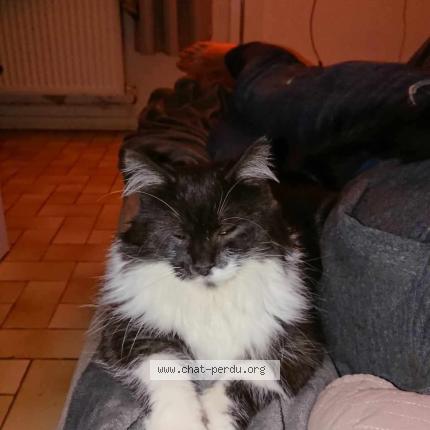 Foto 1/1 Luffy Chat perdido en Lys lez lannoy