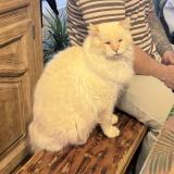 Foto del gato perdido en Tourlaville