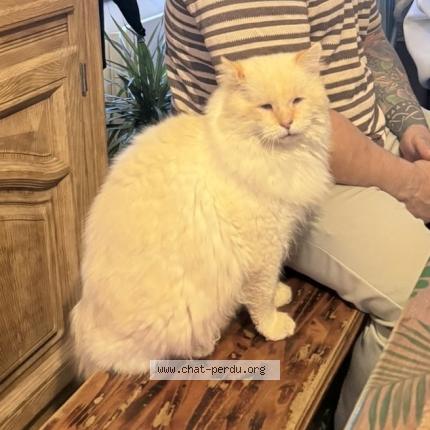 Foto 1/1 Oslow Chat perdido en Tourlaville