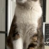 Foto del gato perdido en Nancy