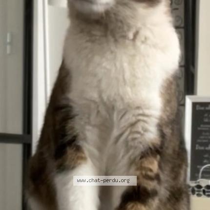 Foto 1/1 Chat Chat perdido en Nancy