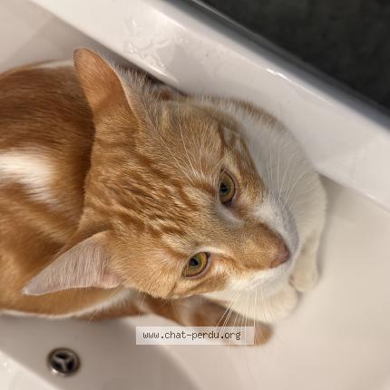 Foto 1/1 mitsuki Chat perdido en Tarbes