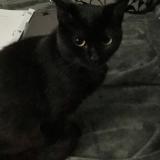 Foto del gato perdido en Florence