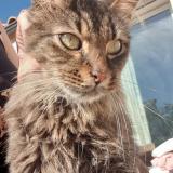 Foto del gato perdido en Cruscades