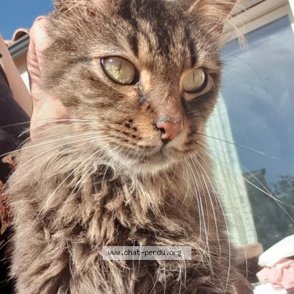 Foto 1/1 Winnie Chat perdido en Cruscades