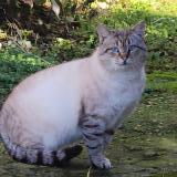 Foto de gato encontrado en La Hague