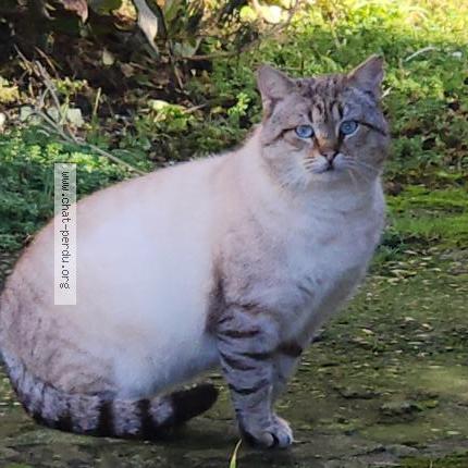 Foto 1/1 Gato encontrado Encontrado en La hague