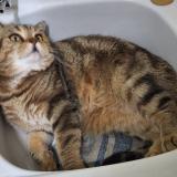 Foto del gato perdido en Boulogne Billancourt