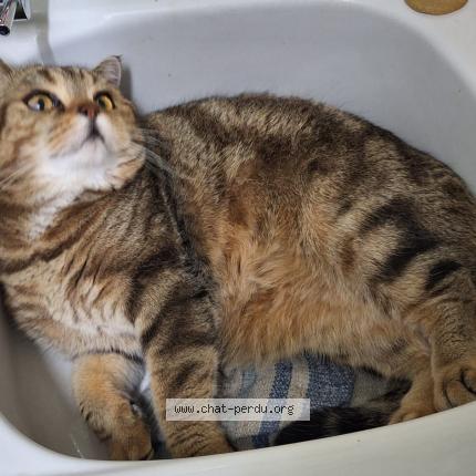 Foto 1/1 Gato encontrado Perdido en Boulogne billancourt