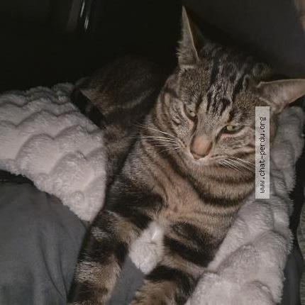 Foto 1/2 Smoky Chat perdido en Grandvillars