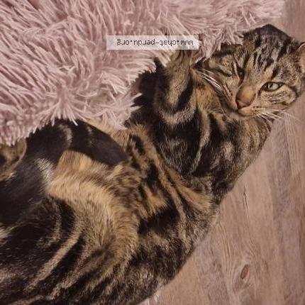 Foto 2/2 Smoky Chat perdido en Grandvillars