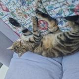 Foto del gato perdido en Toulouse