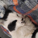 Foto de gato encontrado en Arbouville