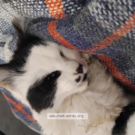 Foto 1/1 Gato encontrado Encontrado en Arbouville