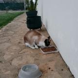 Foto de gato encontrado en Sancergues