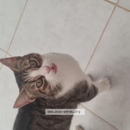 Foto 1/1 Princesse Chat perdido en Bages