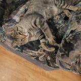 Foto del gato perdido en Trois Rivieres