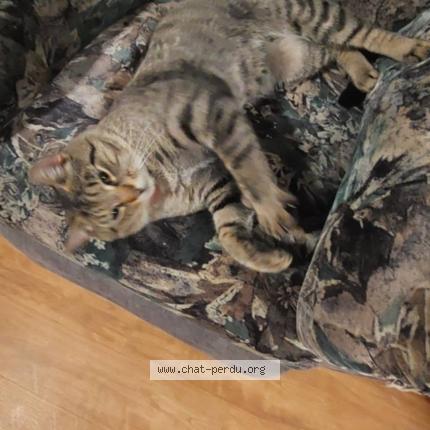 Foto 1/1 Moufasa Chat perdido en Trois rivieres