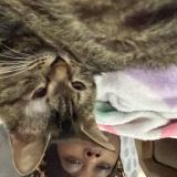 Foto del gato perdido en Fort Pierce