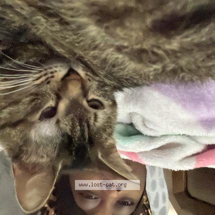 Foto 1/1 Gemma Chat perdido en Fort pierce