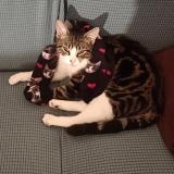 Foto del gato perdido en Tournefeuillle