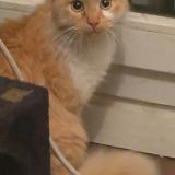 Foto de gato encontrado en Toulouse