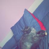 Foto del gato perdido en Vaison La Romaine