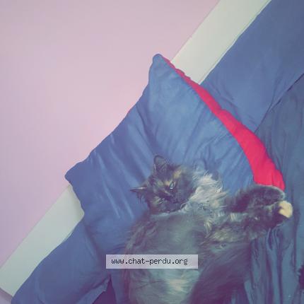 Foto 1/1 Youna Chat perdido en Vaison la romaine