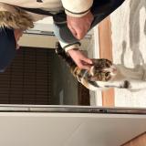 Foto de gato encontrado en Toulouse