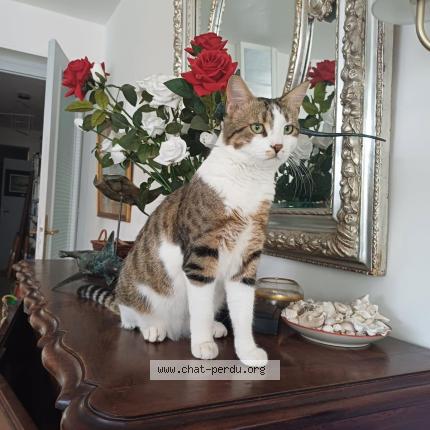 Foto 1/1 Tito Chat perdido en Garches