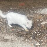 Foto de gato encontrado en Aviles