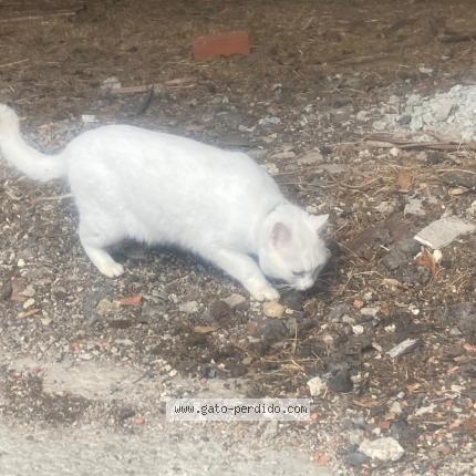 Foto 1/1 Gato encontrado Encontrado en Aviles
