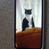 Foto del gato perdido en Muret
