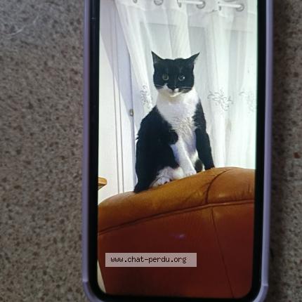 Foto 1/1 Marydjene Chat perdido en Muret