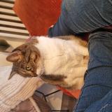 Foto del gato perdido en Nice