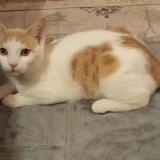 Foto del gato perdido en Moussy Le Neuf