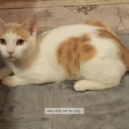 Foto 1/1 Plume Chat perdido en Moussy le neuf