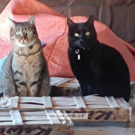 Foto 1/2 Patapouf Chat perdido en La roche chalais