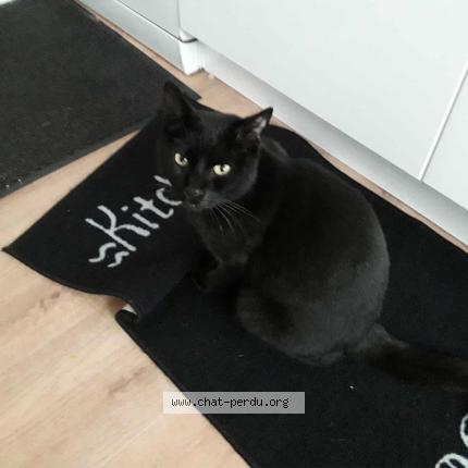 Foto 2/2 Patapouf Chat perdido en La roche chalais